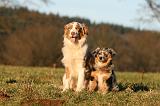 BERGER AUSTRALIEN - ADULT & PUPPY 090